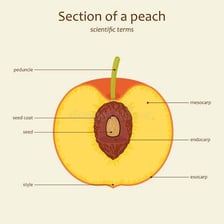A cut peach showing its skin, fleshy outer portion, and central pit.