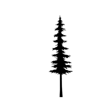 A tall, very slender human silhouette