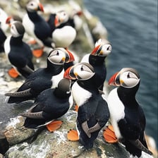 Atlantic puffins with brightly colored beaks standing on a coastal cliff.