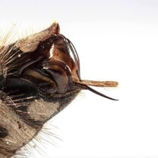 Hornets gathered near a nest, showing their characteristic bodies and stingers.