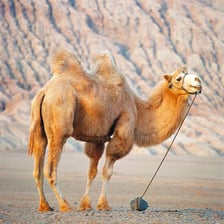 A camel and a llama representing the tylopod mammal group