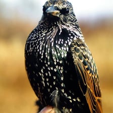 A European starling perched on a branch.