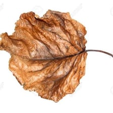 A dried, wrinkled leaf that has shriveled from loss of moisture