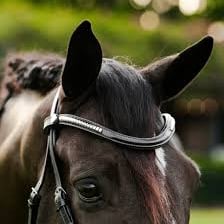 A horse fitted with a bridle used for control.