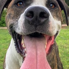 A dog breathing heavily after physical activity.