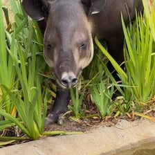 A tapir showing its distinctive tapered snout