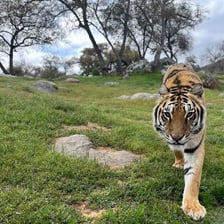Zoo exhibits housing lions, tigers, and bears