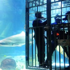 Sharks swimming in a large oceanarium tank