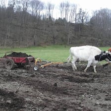 A pair of oxen working together to pull a farm plow.
