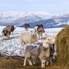 Herdwick sheep grazing in the Lake District of Cumbria.