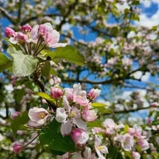 Rows of fruit trees growing in an orchard.
