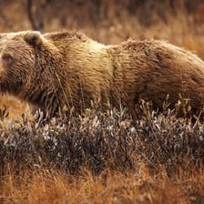Grizzly bears standing in a natural North American landscape.