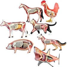 An educational illustration of vertebrate animals representing spinal backbones