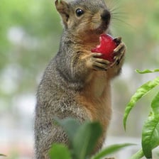 A wild animal searching among forest vegetation for food.
