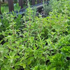 Fresh marjoram sprigs with small green leaves