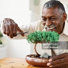 A person carefully trimming a bonsai tree with pruning shears