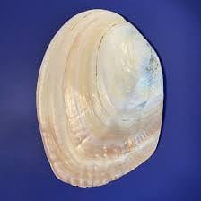A close-up of mother-of-pearl showing a milky, shifting iridescence.