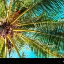 Long green fronds extending from the crown of a palm tree