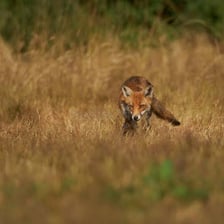 A fox partly concealed by tall grass.