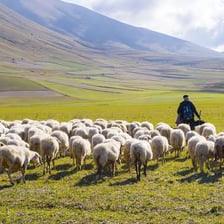A shepherd caring for a flock of sheep