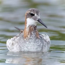A phalarope shorebird standing near water