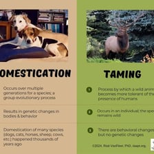 A tamed animal shown beside a wild animal for comparison