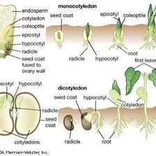 A botanical diagram labeling the cotyledon in a germinating seedling