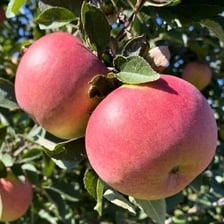 Red Winesap apples displayed as an heirloom apple variety.