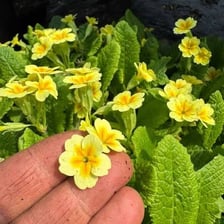 Yellow oxlip flowers growing on slender stems.