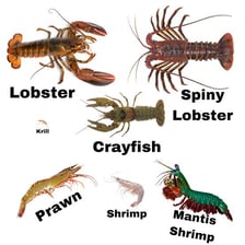 Shrimp and lobster shown together as related crustaceans