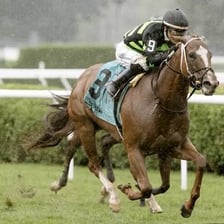 A racehorse identified as a leading favorite before a race.