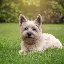 A small terrier dog standing outdoors.