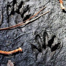 Footprints beside parallel wheel ruts in muddy ground