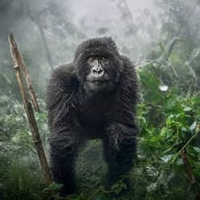 A gorilla stands among forest vegetation.