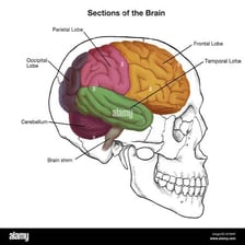 An anatomical illustration showing the brain inside a human skull.