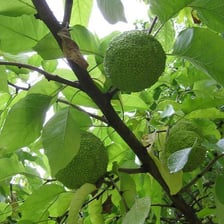 A round, bumpy green Osage orange growing among the tree's leaves.