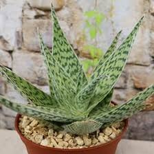 An aloe plant displaying a circular rosette of leaves