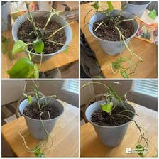 A visibly weakened, withered plant illustrating a lack of vitality.