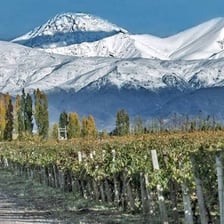 Vineyards and Andes mountains in Mendoza Province, Argentina