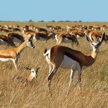 A herd of springbok antelopes in South Africa.