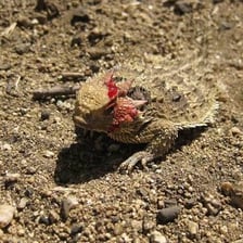 A predator targeting a vulnerable animal