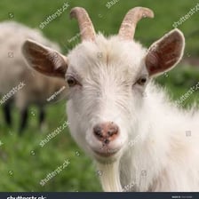 A goat photographed in close-up, showing features associated with the adjective hircine.