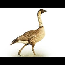 A nene, or Hawaiian goose, standing in a natural Hawaiian landscape.