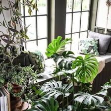 A healthy green plant growing vigorously.