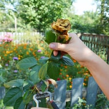 A gardener pinching off a faded flower from a plant.