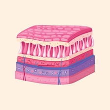 An educational illustration showing the layers of human skin