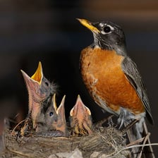 A young bird sitting in its nest