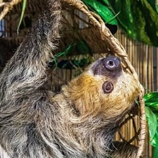 A sloth resting in a tree, illustrating slow and low-energy behavior.