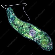 An educational illustration of a protozoan moving with whip-like flagella.