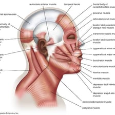 A human face showing the forehead above the eyes and below the hairline.